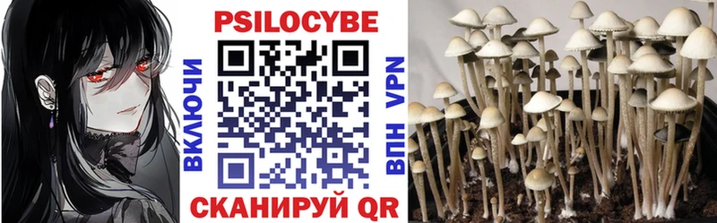 Псилоцибиновые грибы Psilocybe  Купить  Змеиногорск 